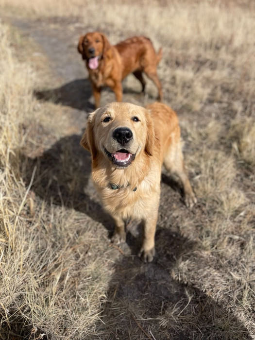 Adopt A Trained, 6 Month Old Golden Retriever Puppy Calgary! | Hearts Of Gold YYC