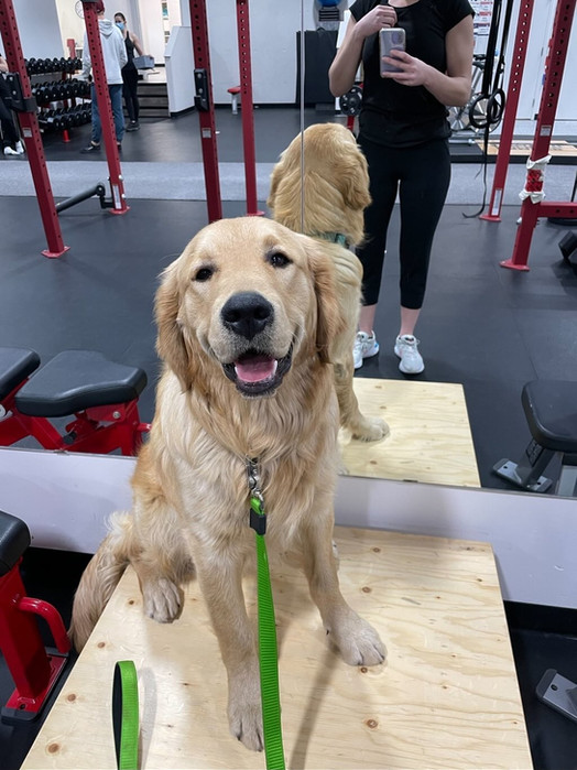 Adopt A Trained Golden Retriever Puppy Calgary! | Hearts Of Gold YYC