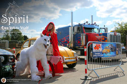 Spirit the Wolf event Hire