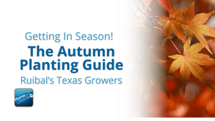 Fall Planting Guide What to Plant Now with Ruibal’s Texas Growers
