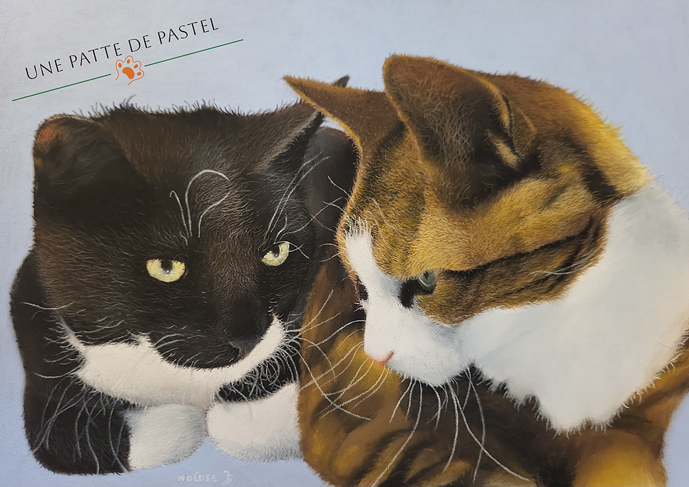 Plume et Chipie