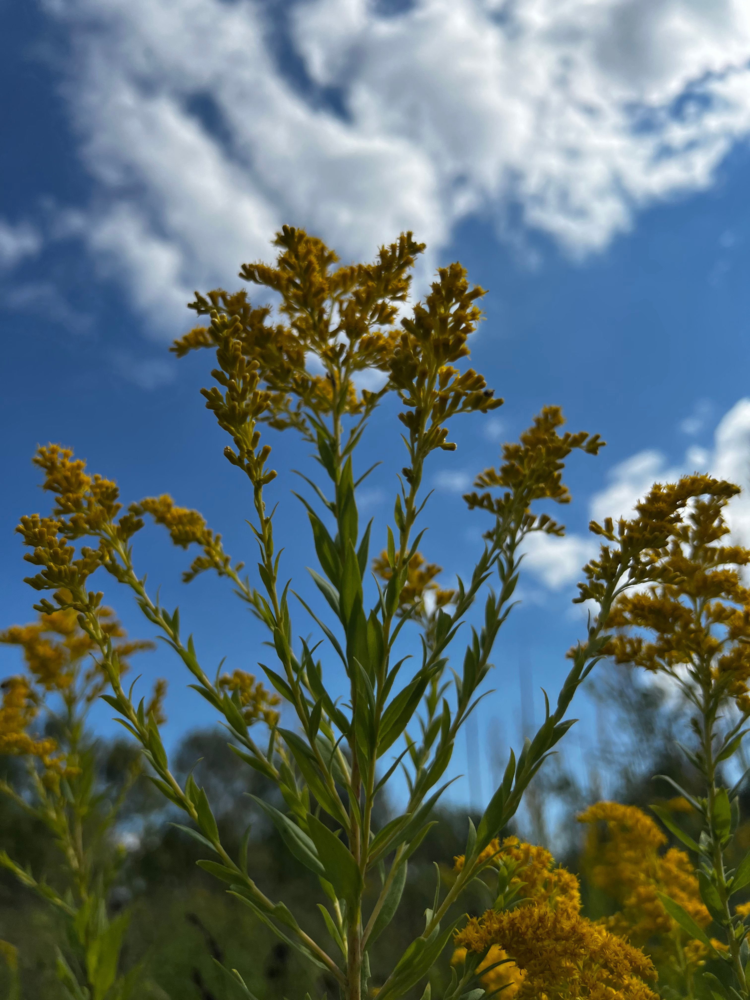 Writer: carpernaumherbals