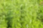 ree