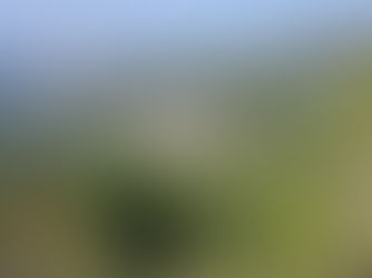 The Garden and Forest of Ein Karem