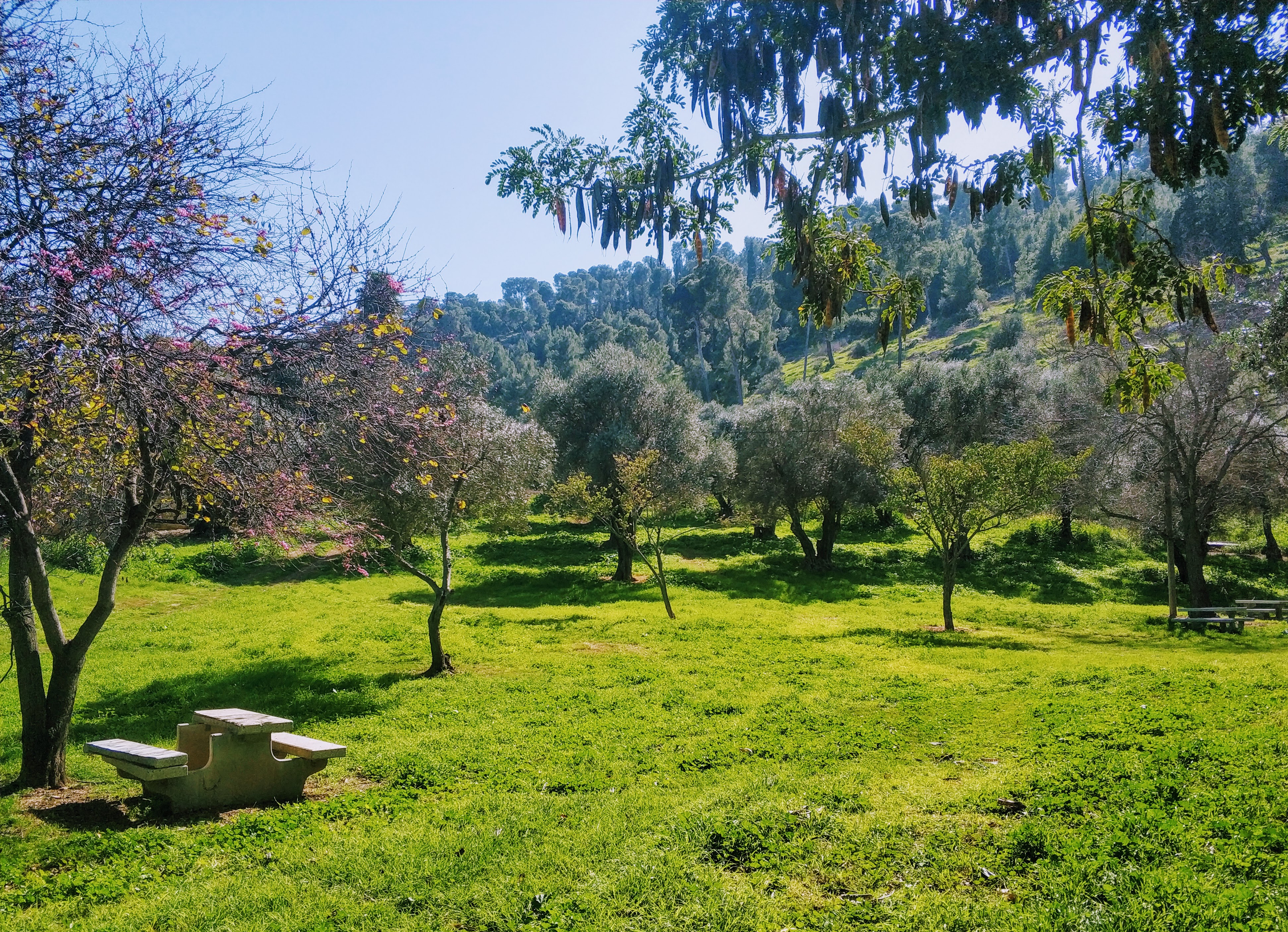 חורשת גדעון וגן לאומי מעיין חרוד