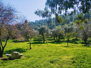חורשת גדעון וגן לאומי מעיין חרוד