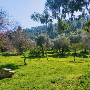 חורשת גדעון וגן לאומי מעיין חרוד  