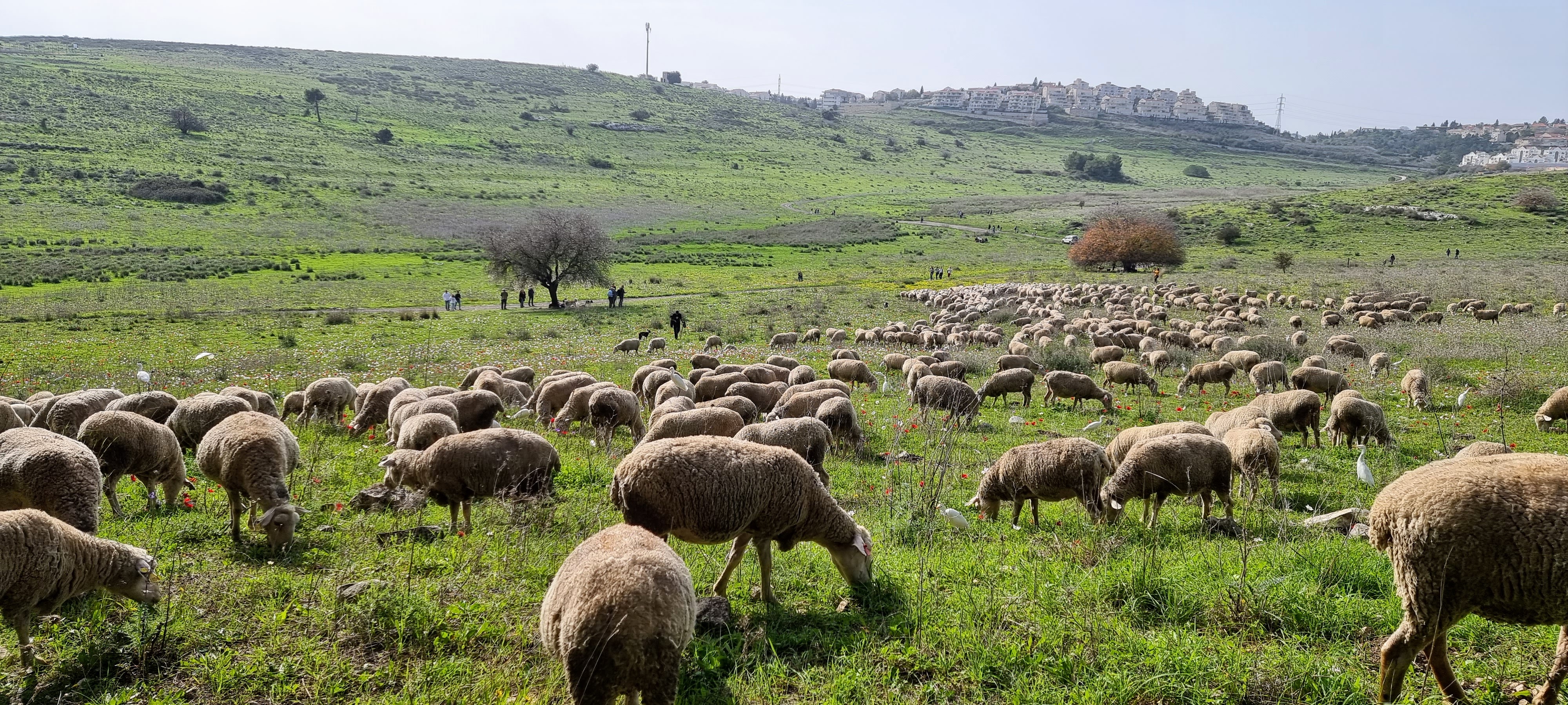 נחל סנין (עמק השלום) ביקנעם