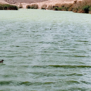 Lake Yeruham Park