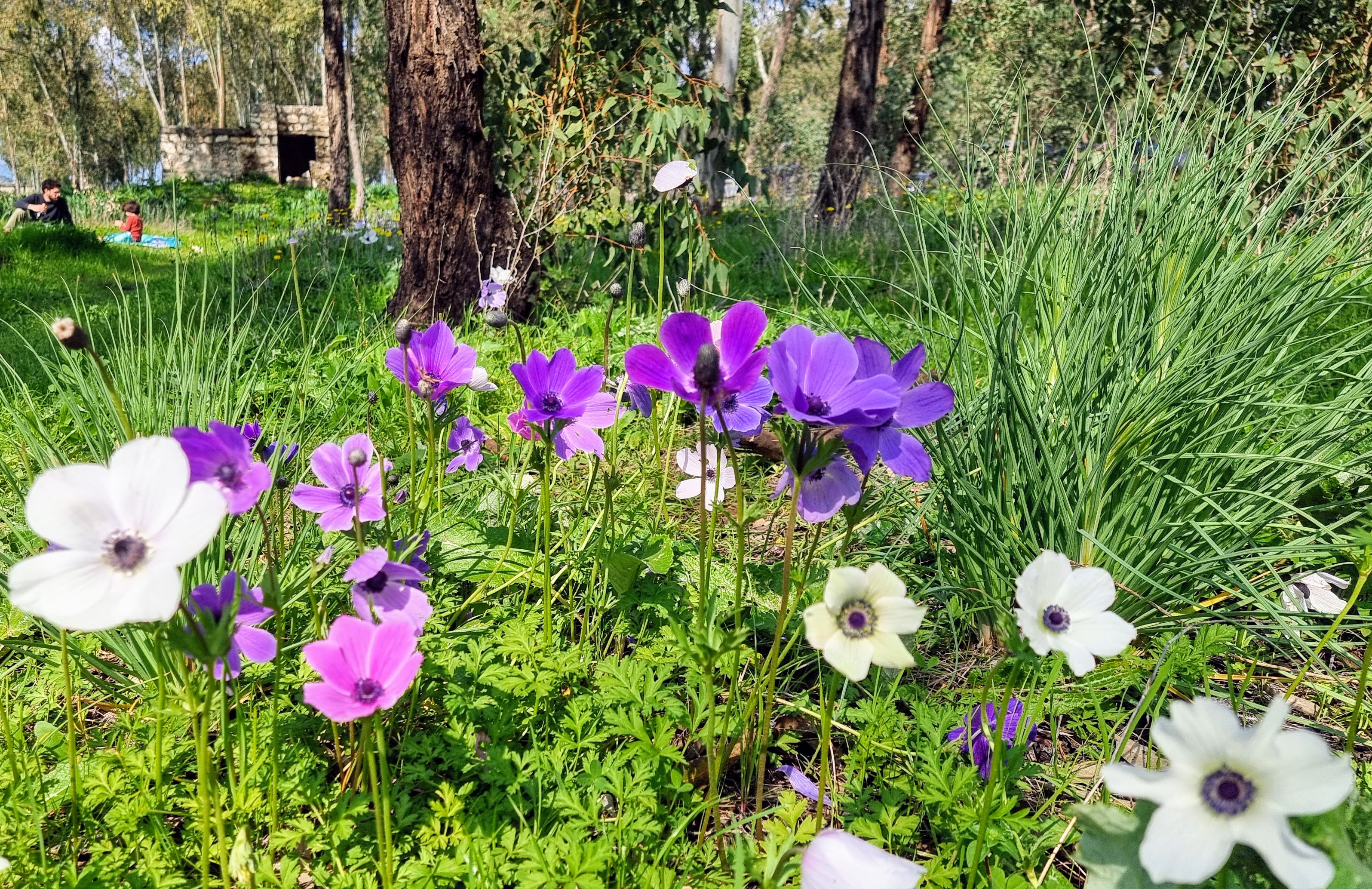 פריחה במנחת מגידו