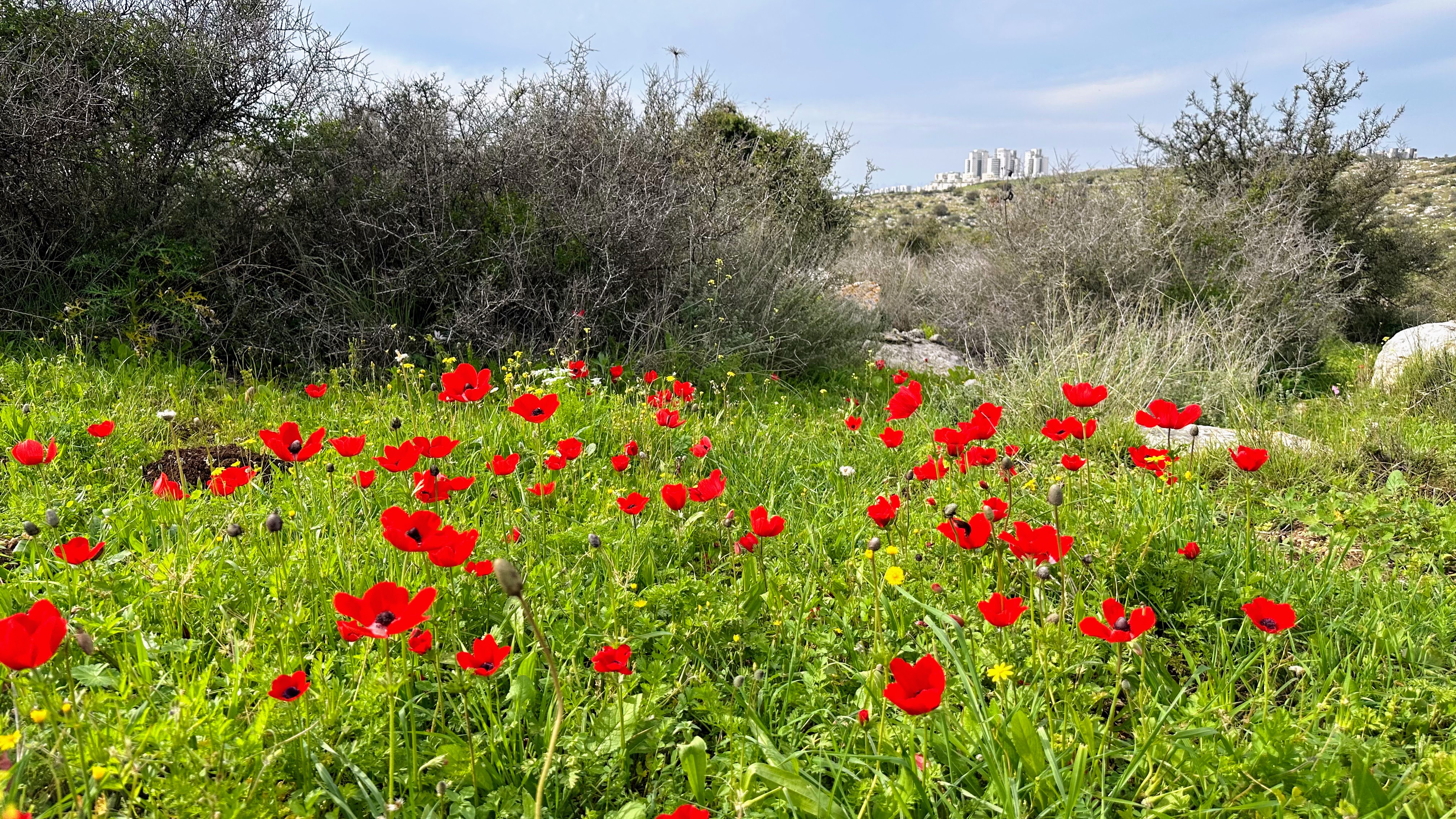 גבעת שר, מודיעין