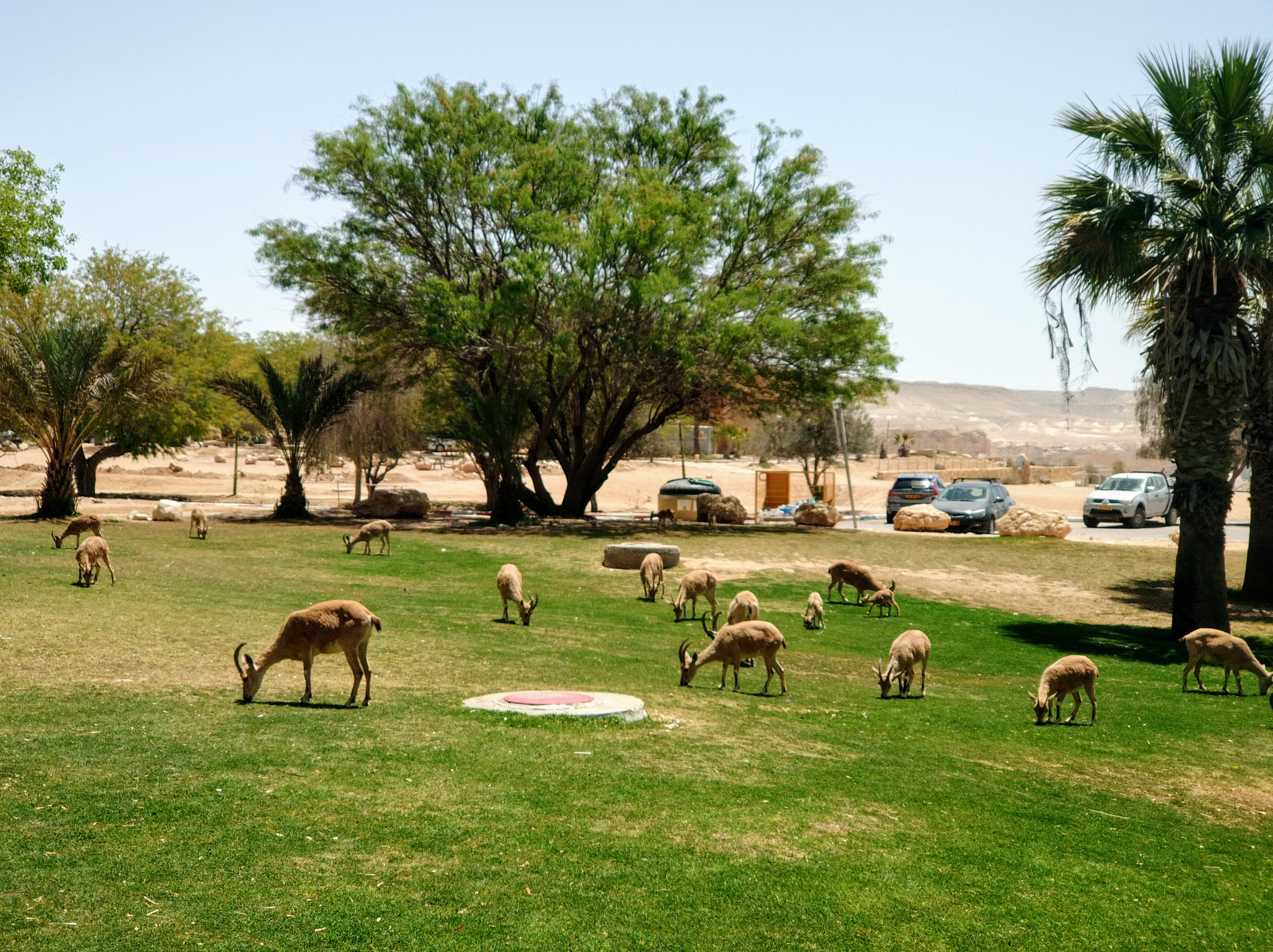 שדה בוקר: מדרשת בן גוריון