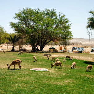 Sde Boker: Midreshet Ben-Gurion