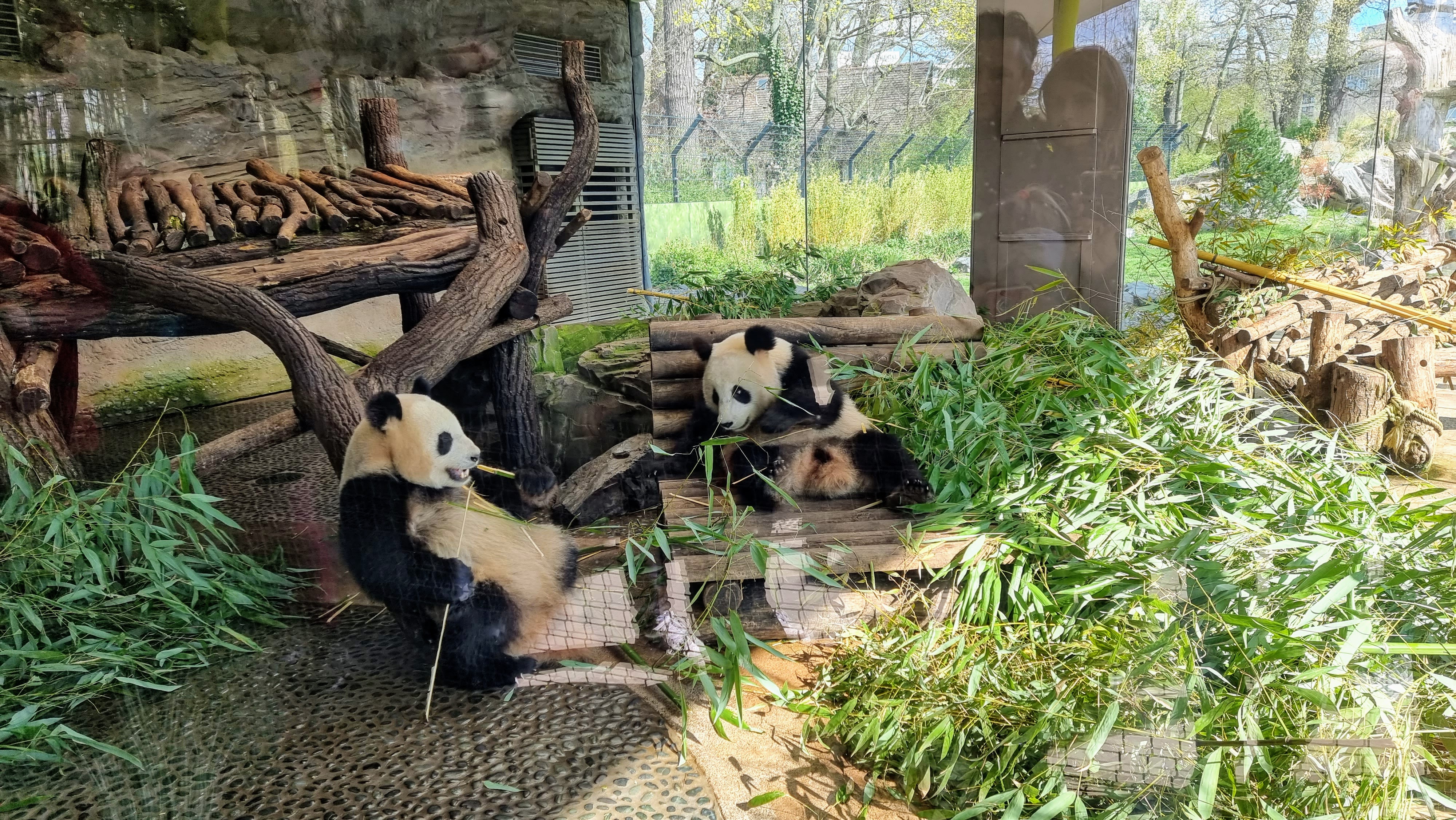 The pandas at Berlin Zoo