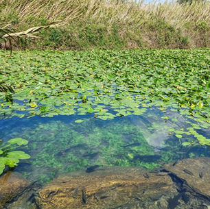 בריכת הנופרים