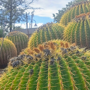 גן הקקטוסים בחולון