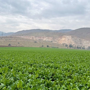 חורף בעמק המעיינות: טיולים ואטרקציות