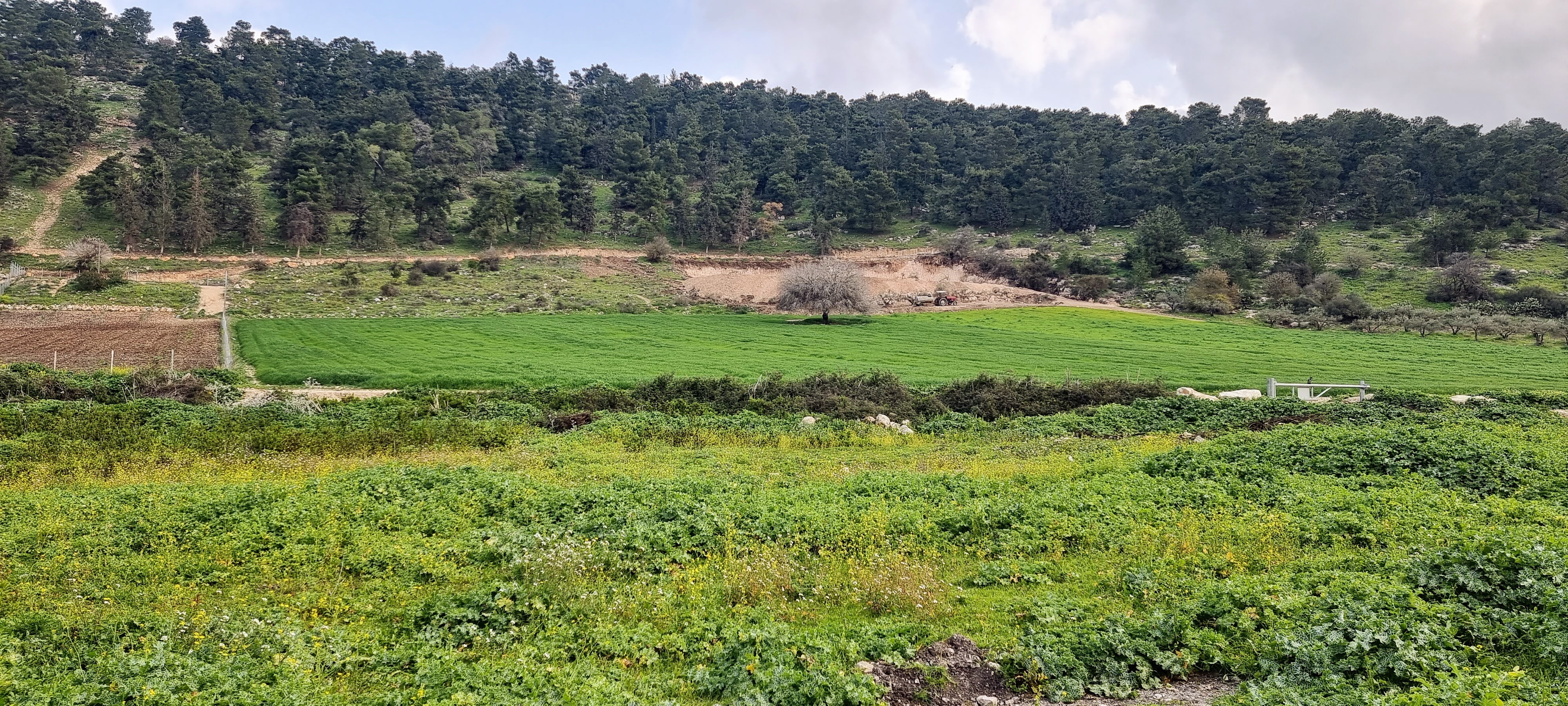 טיילת ציפורי