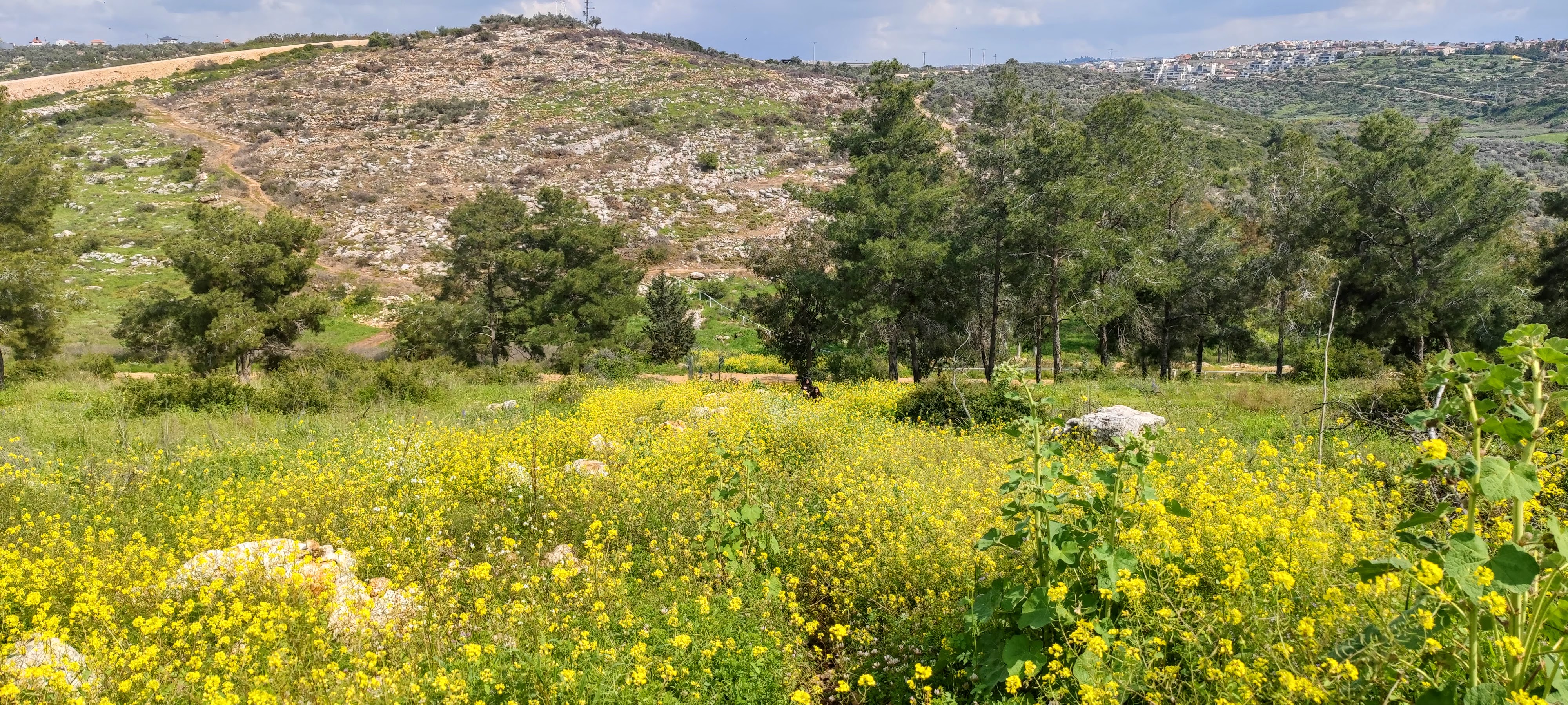 יער חורשים