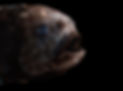 210629114752-03-ocean-twilight-zone-creatures-restricted.jpeg