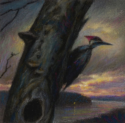 Pileated2_edited.jpg