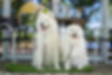 2 Samoyed's sitting on a grass mat for a photo outside of Stella's