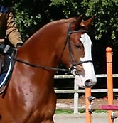 Dynamial : boutique de bien-être naturel avec produits CBD et services d’Équicoaching. Chevaux de sport