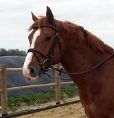 Dynamial : boutique de bien-être naturel avec produits CBD et services d’Équicoaching. Chevaux de sport