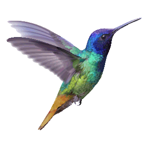 Kien-Point | Hochzeitsfotografie | Kolibri-Arrangement