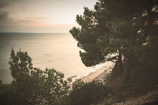 trees beside beach_edited.jpg