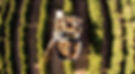 G0206597_edited.jpg