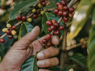 Safra 2026: início da colheita em Minas Gerais reforça protagonismo global do café brasileiro