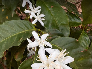 Florada do café no Cerrado Mineiro: beleza, clima e os primeiros sinais da próxima safra.