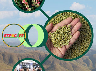 Café, negócios e oportunidades: a temporada estratégica da cafeicultura começou