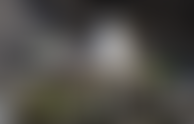 How Birds Can Harm Buildings