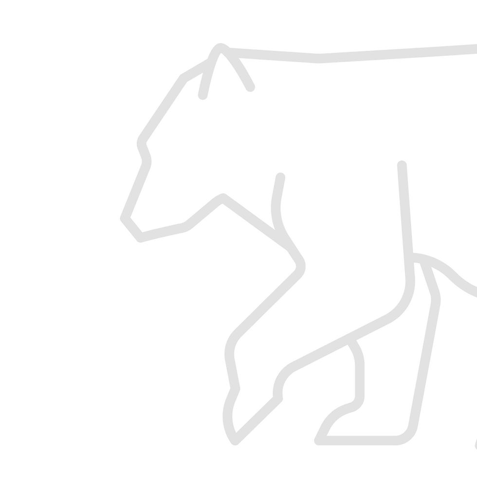 Bär.jpg