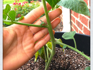 Optimize your Tomato Plant