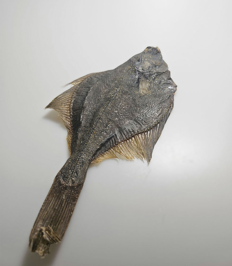 Miniaturbild: Schonend luftgetrocknete Flunder – naturbelassener Fisch-Kauartikel für Hunde