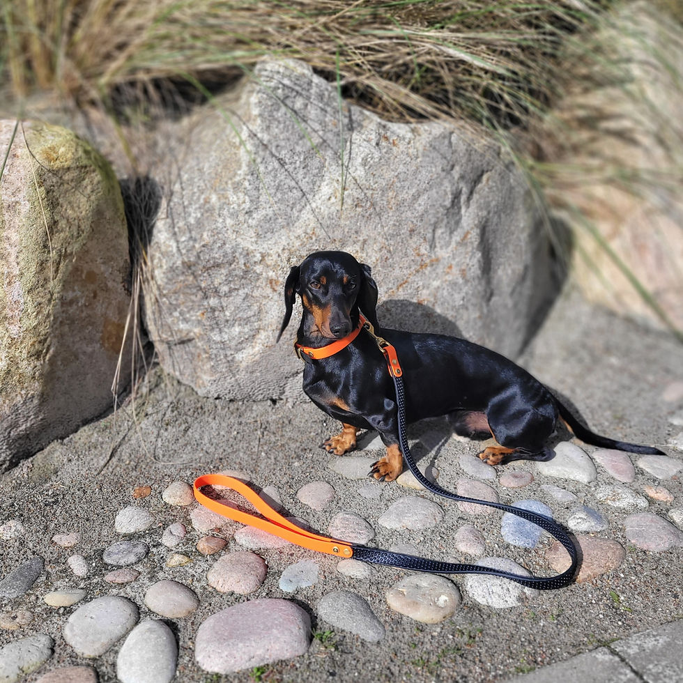 Miniaturbild: ARI trägt Gula Hundehalsband Orange/Schwarz aus Biothane