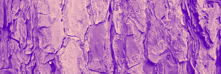 Tree Trunk Texture_edited.jpg