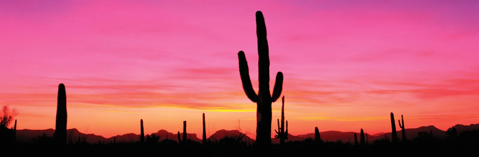Organ-Pipe-Cactus-National-Monument-Arizona.webp