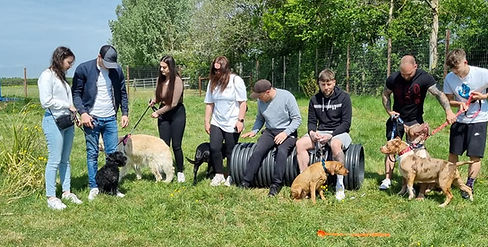 People and dogs gather on sunny grass with training tunnels.