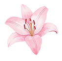 Lily Image_edited.png