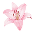 Lily Image_edited.png