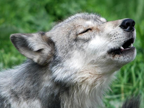 Wolves and the Environment: Nothing to Howl At