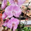 Thumbnail: Elegant Orchid Planter