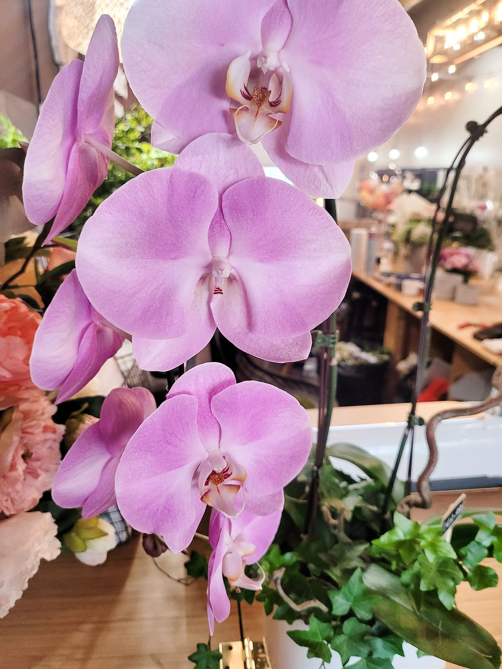 Thumbnail: Elegant Orchid Planter