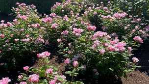 Rose Garden