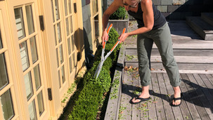 Terrace Boxwood Pruning