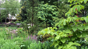 Lush Perennial Garden